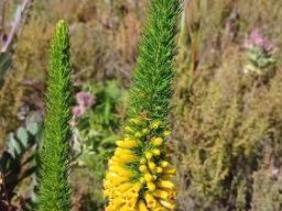 Erica patersonii flowers